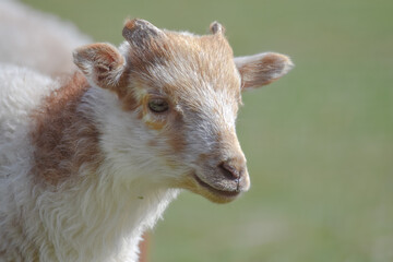 Adorable little white and brown newborn lamb - 589530496