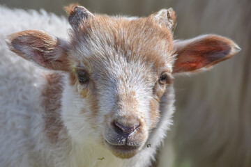 Adorable little white and brown newborn lamb - 589530604
