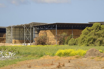 Farm, storage of hay. Elevator. Making hay for animals. Fig trees, trunks painted white. Trimmed trees in the garden.