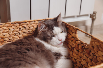 Fototapety na wymiar - Fototapeta24.pl