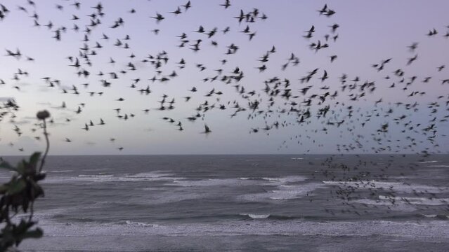 Loros barranqueros (Cyanoliseus Patagonus) flying in the sky by the sea. El Condor, Rio Negro, Argentina