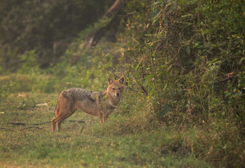 A Golden jackal in the morning hours at Keoladeo Ghana National Park, Bharatpur, India