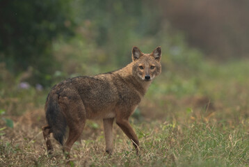Naklejka premium Portrait of a Golden jackal in the morning hours at Keoladeo Ghana National Park, Bharatpur, India