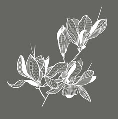 lace flower magnolia, bouquet, vector illustration