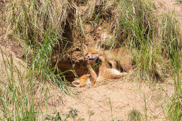 Fuchswelpen am Fuchsbau