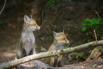 Fuchswelpen am Fuchsbau