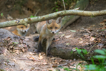 Fuchswelpen am Fuchsbau