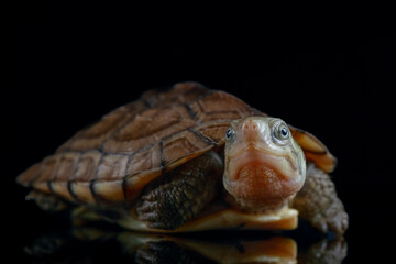 yellow pond turtle (Mauremys mutica) - 589532436