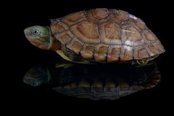 yellow pond turtle (Mauremys mutica) - 589532612