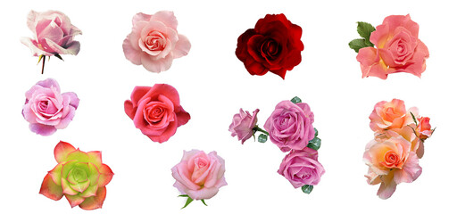 Assorted pink roses on transparent PNG background. Flatlay top view of rose flowers. Floral graphic...