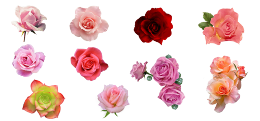 Assorted pink roses on transparent PNG background. Flatlay top view of rose flowers. Floral graphic resources