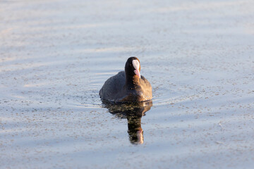 Eurasian coot in the water close up