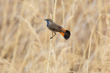 Male Bluethroat sitting on reeds