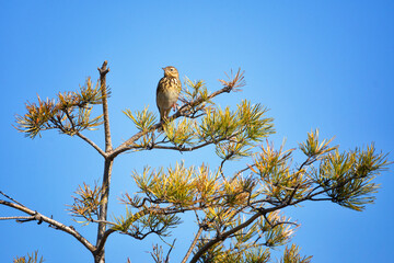 Tree pipit sits on a pine branch and sings