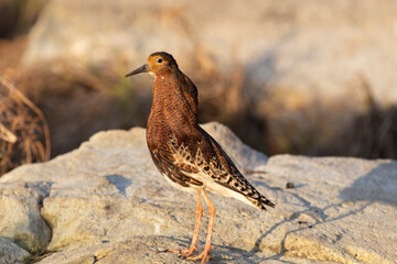 Male Ruff (bird) in breeding plumage stands on the shore of the lake