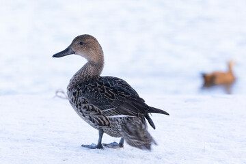 Female Northern pintail standing in the snow