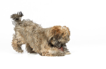 Adorable brown Havanese puppy playing on a white studio background in the downward dog position.