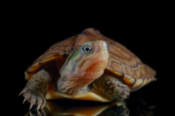 yellow pond turtle (Mauremys mutica) - 589533220