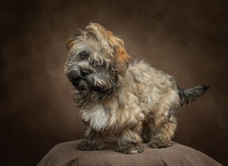 Naklejka na ściany i meble A studio portrait of an adorable brown Havanese puppy standing on a brown background sitting looking at the camera with a head tilt