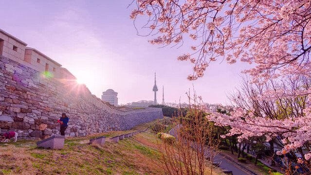 Time lapse 4K Morning light Cherry blossoms bloom in spring at Namsan mountain, a popular tourist destination in South Korea