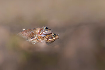 Red mountins grogs mating