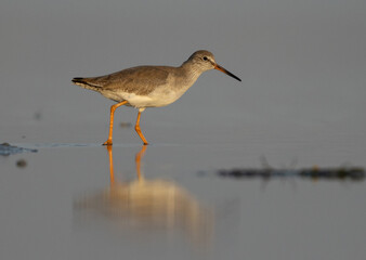 Common Redshank searching food at Eker creek, Bahrain