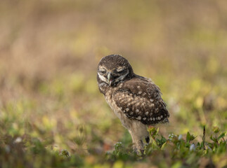 Burrowing owl