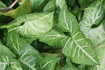 Fototapeta premium Lush Tropical Greenery Background with Syngonium Leaves Texture
