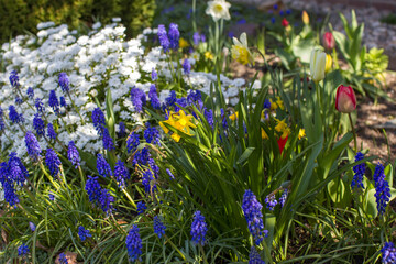 spring flowers in the garden - close up