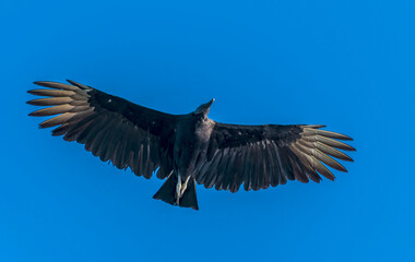 A view of a Black vulture over Tortuguero in Costa Rica during the dry season