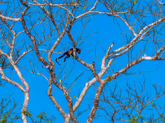 A view of a Howler monkey in trees at Tortuguero in Costa Rica during the dry season