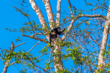 Fototapeta premium A view of a Howler monkey with a baby in trees at Tortuguero in Costa Rica during the dry season