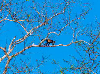 A view of a Howler monkey climbing in trees at Tortuguero in Costa Rica during the dry season