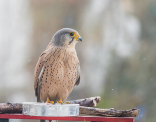 Falco tinnunculus on the balcony. Urban concept. Bird feeding. - 589535261