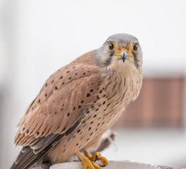 Falco tinnunculus on the balcony. Urban concept. Bird feeding. - 589535291