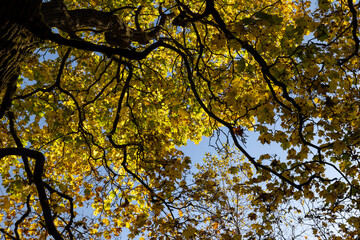 Yellowing and falling foliage of deciduous trees in autumn