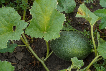 Green watermelon in raindrops. Growing watermelons on a farm. Watermelon on the ground surrounded in leaves. Organic food concept. Melon farm