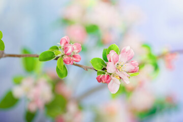 Pink orchard  flowers on a branch on a spring sunny day. Pink tree flowers with blurred background.