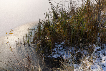 The surface of the lake covered with ice and snow with reeds