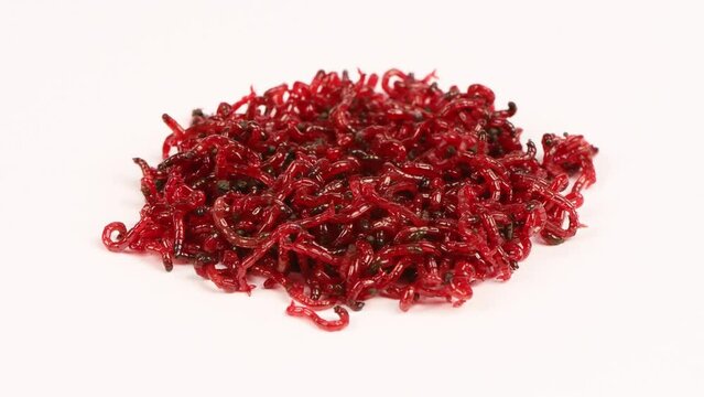 A handful of bloodworm bait for fishing, isolated on white background. Bloodworm close-up. Macro video. Nozzle for fishing. Side view. Loop motion. Rotation 360. 4K UHD video footage 3840X2160.