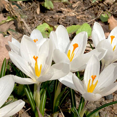 Crocus flowering plants in iris family. Flowers close-up on natural background. High quality photo