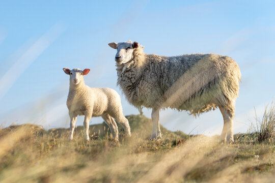 A young sheep, also known as lamb, together with its mother sheep, called ewe