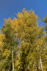 Yellowing birch foliage in October