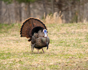 Male Wild Turkey showing off.