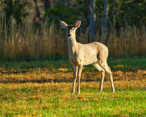 Naklejka na ściany i meble White-Tailed Deer standing in a field.