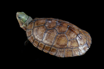 yellow pond turtle (Mauremys mutica) - 589537846