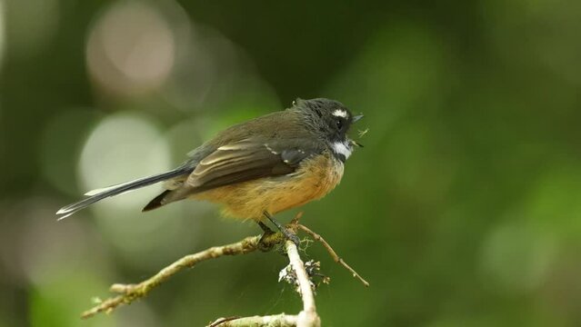 Fantail bird, New Zealand's endemic bird also known as Piwakawaka