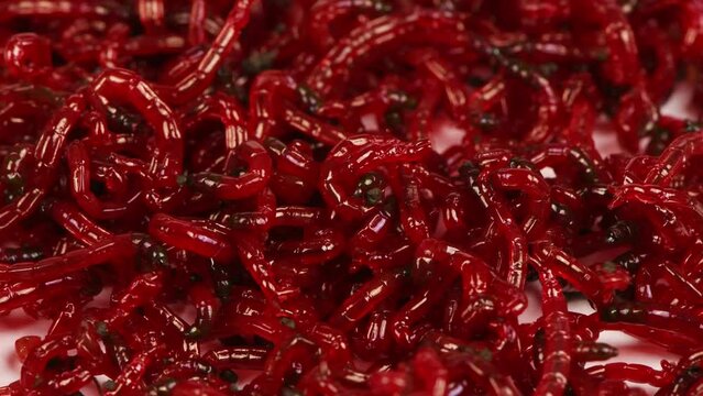 A bunch of bloodworm bait for fishing. Bloodworm Extremal close-up. Macro video. Nozzle for fishing. Side view. Loop motion. Rotation 360. 4K UHD video footage 3840X2160.
