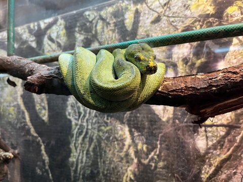 green tree python