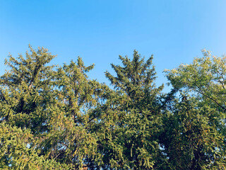 Obraz premium Tree tops against blue sky